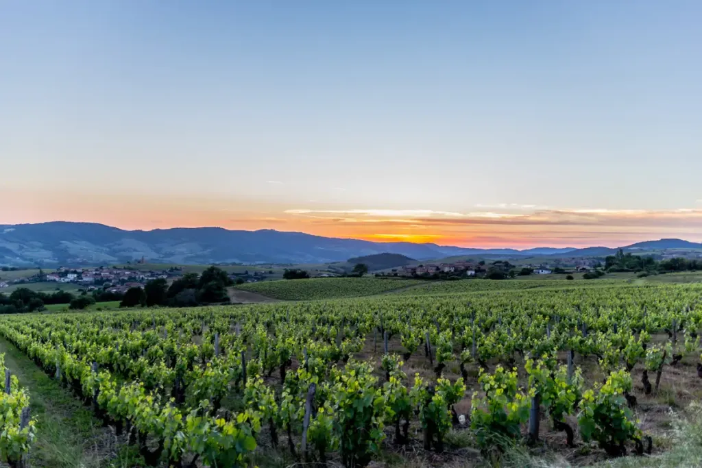 domaine viticole vignes crépuscule