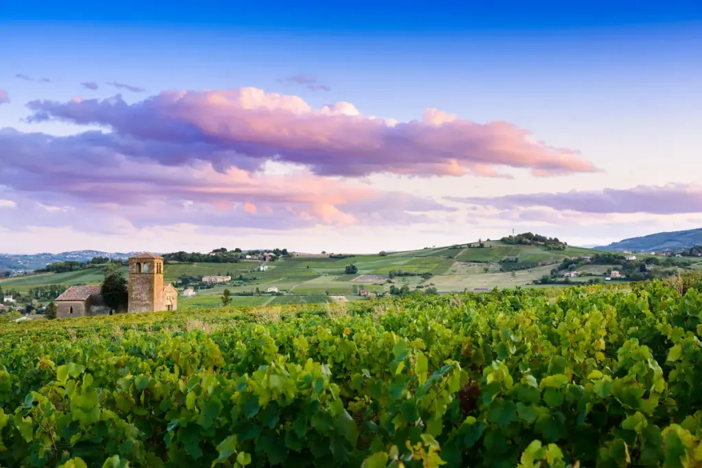 domaine viticole vignoble vallee du rhone