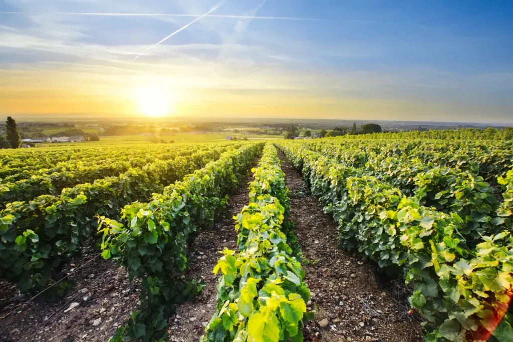 champ de vignes