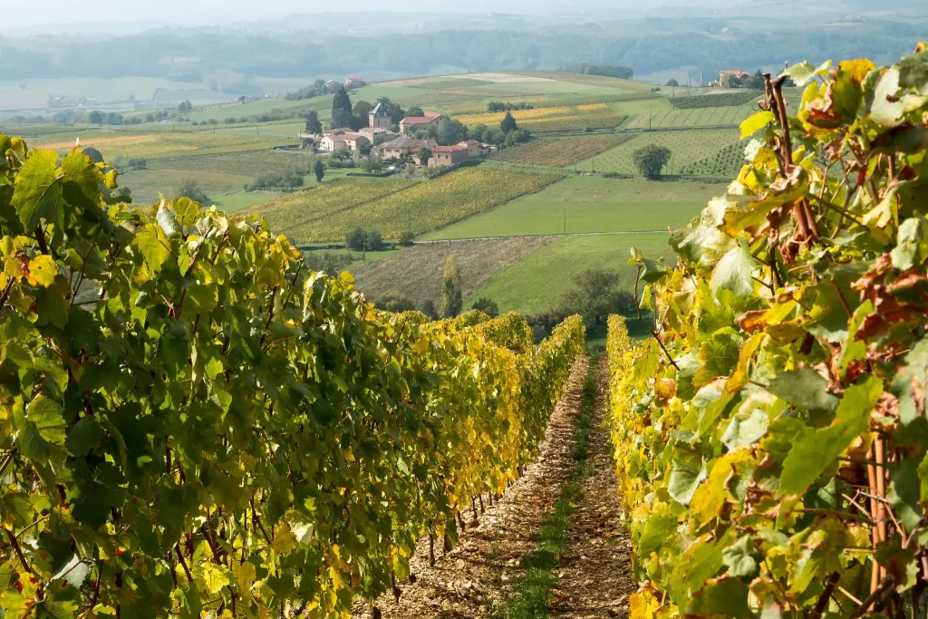 vignes beaujolais