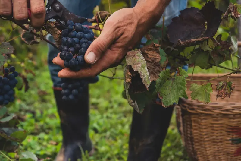 Vendanges 2024 à Villefranche-sur-Saône